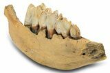 Juvenile Fossil Woolly Rhino (Coelodonta) Mandible - Poland #295870-2